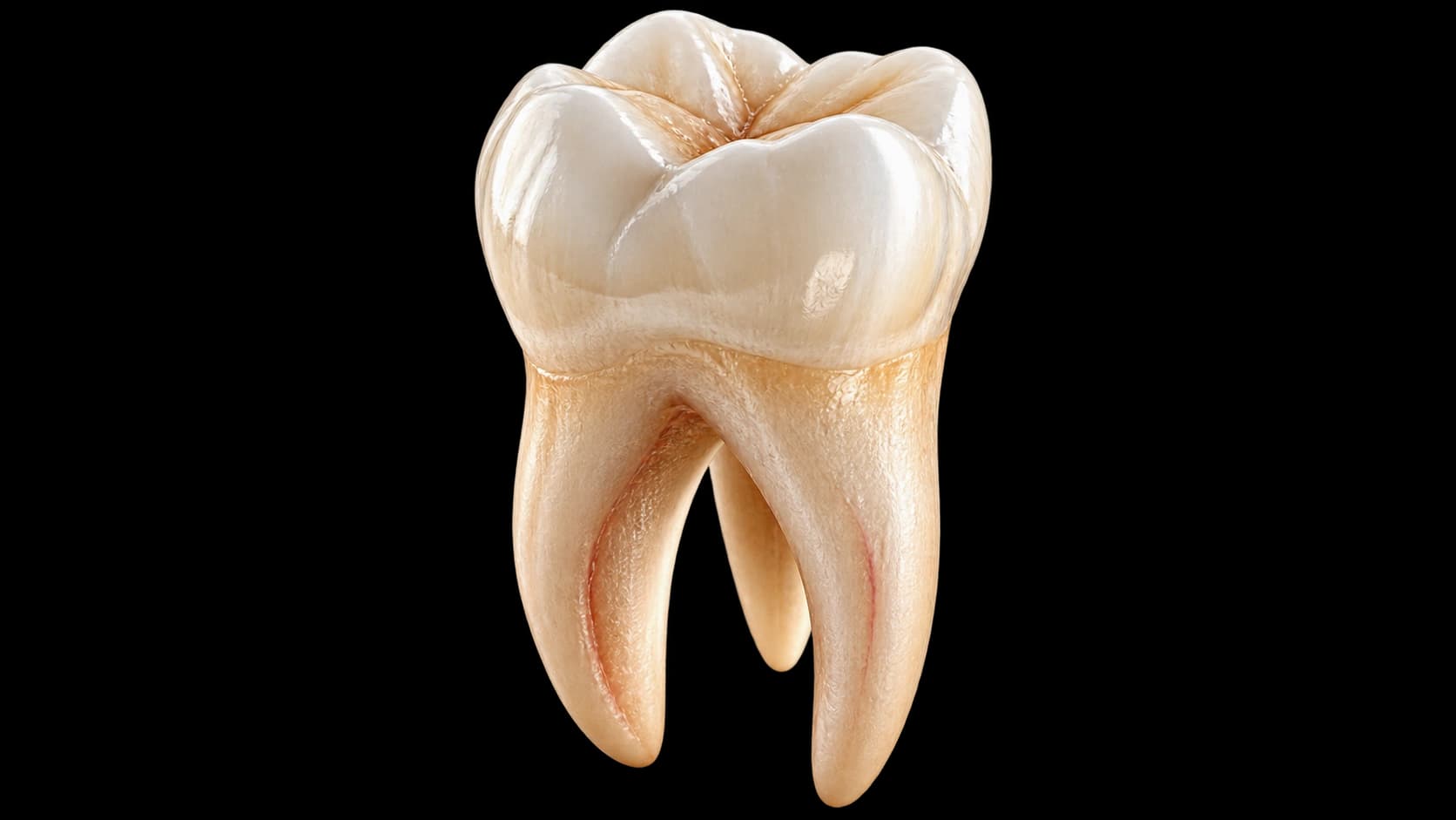 Micro-Endodontics isolated molar tooth